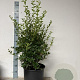 Osmanthus burkwoodii 80-100 cm 15L