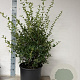 Osmanthus burkwoodii 80-100 cm 15L