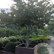 Parrotia persica 'Bella' 200-250 cm cortenstaal bloembak meerstammig