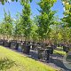Parrotia persica 'Vanessa' 300-350 cm cont. 180L meerstammig
