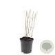 Panicum virgatum 'Heavy Metal' GM C1.3
