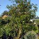 Photinia fraseri 'Red Robin' 250-300 cm container meerstammig