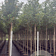 Photinia fraseri 'Red Robin' 8-10 HO 25L 200 cm stam