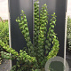 Philadelphus 'Virginal' 125-150 cm 12L