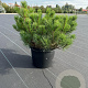 Pinus mugo mugo 40-50 cm 10L