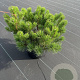 Pinus mugo mugo 40-50 cm 10L