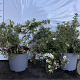 Potentilla f. 'Abbotswood' GM 2,0L