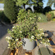 Potentilla f. 'Abbotswood' GM 2,0L