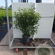 Prunus l. 'Angustifolia' 80-100 cm 7,5L