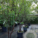 Prunus serrula 250-300 cm container meerstammig