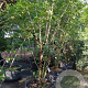 Prunus ser. 'Kanzan' 300-350 cm container meerstammig