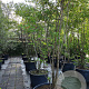 Prunus ser. 'Sunset Boulevard' 300-350 cm container meerstammig