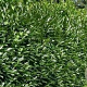 Prunus l. Genolia 80-100 cm met kluit