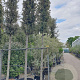 Quercus ilex 20-25 HO container