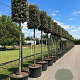 Quercus ilex 20-25 HO container