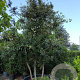 Quercus ilex 300-400 cm container meerstammig