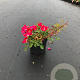 Rosa (H) Red Meidiland GM C1.5 eigen wortel