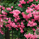 Rosa (K) 'Zéphirine Drouhin' GM rozenpot 4L