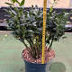 Sarcococca confusa 25-30 cm 5,0L
