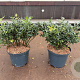 Sarcococca confusa 25-30 cm 5,0L