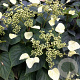 Schizophragma hydrangeoides 'Moonlight' 100-125 cm 7,5L