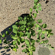 Spiraea betulifolia 'Tor' 15-20 cm C1.5