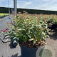 Spiraea jap. 'Anthony Waterer' 20-25 cm 2,0L