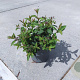Spiraea jap. 'Dart's Red' GM C1.3
