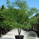 Styphnolobium japonicum 250-300 cm cont. 110L meerstammig