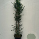 Taxus baccata 100-125 cm 7,5L solitair