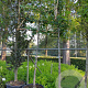 Tilia europaea 'Pallida' 16-18 HO container leiboom