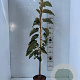 Tilia henryana 125-150 cm 5,0L