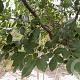 Ulmus parvifolia 'Danna Spire' 60-80 cm 3,0L sleuvenpot