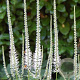 Veronicastrum virg. 'Album' GM P9