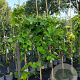 Vitis 'Boskoop Glory' 150-175 cm 5,0L