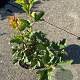 Viburnum opulus 'Compactum' 30-40 cm 3,0L