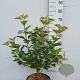 Viburnum opulus 'Compactum' 60-80 cm 10L