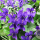 Viola odorata GM P9