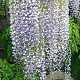 Wisteria floribunda 'Multijuga' 400-450 cm 25L