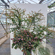 Abelia 'Edward Goucher' 30-40 cm 3,0L