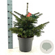 Abies nordmanniana 100-125 cm draadkluit extra