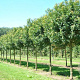Acer campestre 'Anny's Globe' 6-8 cm 25L 225 cm stam