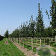 Acer campestre 'Lienco' 10-12 cm cont. 55L