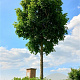 Acer campestre Street Pillar 10-12 cm cont. 55L