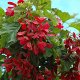 Acer tataricum Hot Wings 6-8 cm 35L BEVEERD
