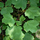 Acer opalus 200-250 cm 35L meerstammig solitair