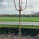 Acer plat. 'Crimson Sentry' 6-8 cm 25L 180 cm stam