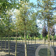Acer plat. 'Drummondii' 6-8 cm 35L BEVEERD