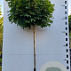 Acer plat. 'Globosum' 10-12 cm 45L 225 cm stam