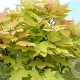 Acer pseud. 'Prinz Handjery' 10-12 cm 40L 225 cm stam